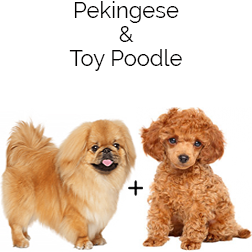 Peekapoo Dog